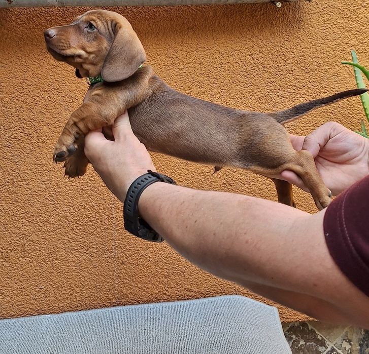 Cățel teckel (dachshund)