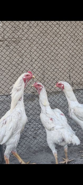Продам кур о шамо