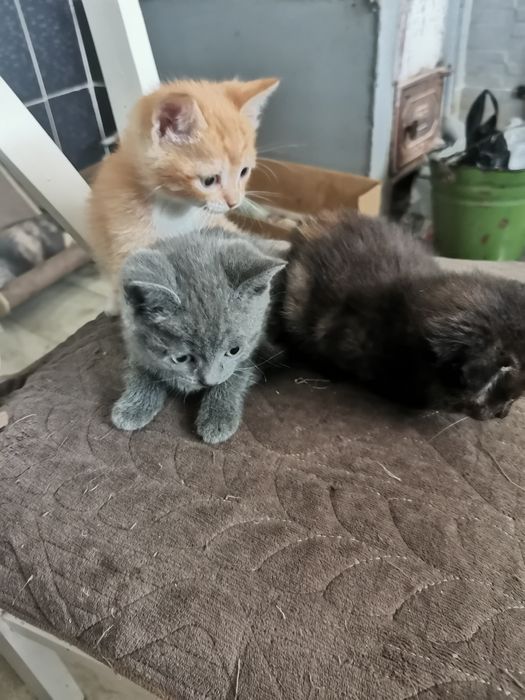 Отдам котят в добрые руки