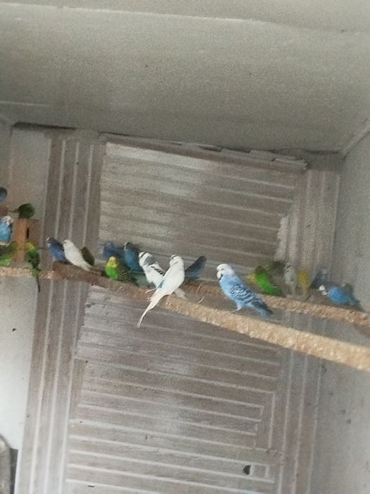 Попугай ванестин