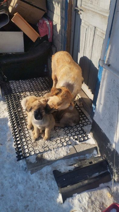 Отдам щенят сосновый бор