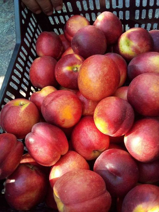 Дарахт кўчатлари кузда тайёр