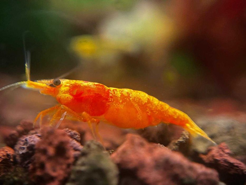 20+6 Neocaridina Yellow neon / Red Sakura grade/ Blue Shrimp creveti