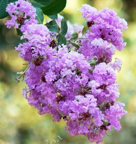 Индийский сирень