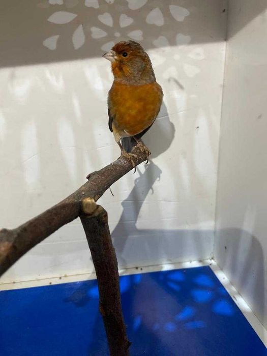 кенор певчий-лучший подарок