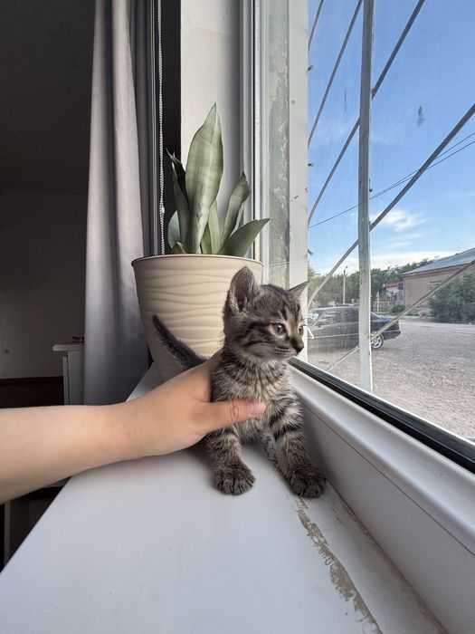 Котенок девочка в добрые руки!!!