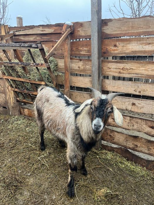 Țap de rasa de vanzare