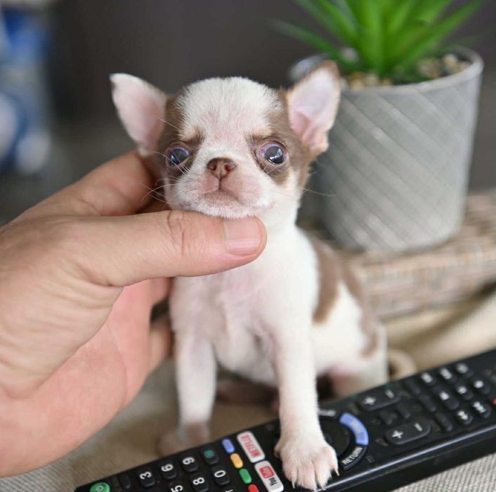 Мъжко миниатюрно чихуахуа бяло шоколадово