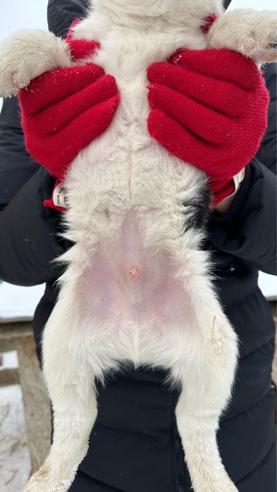 күшік тегін тегін