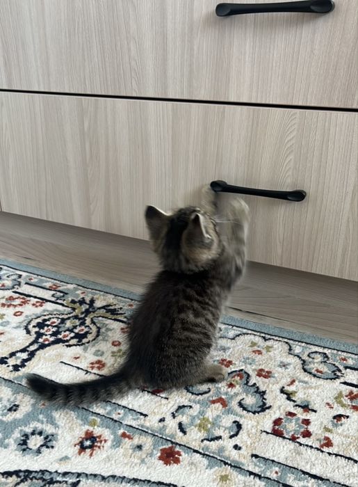Котенок Девочка в ДОБРЫЕ руки!!!