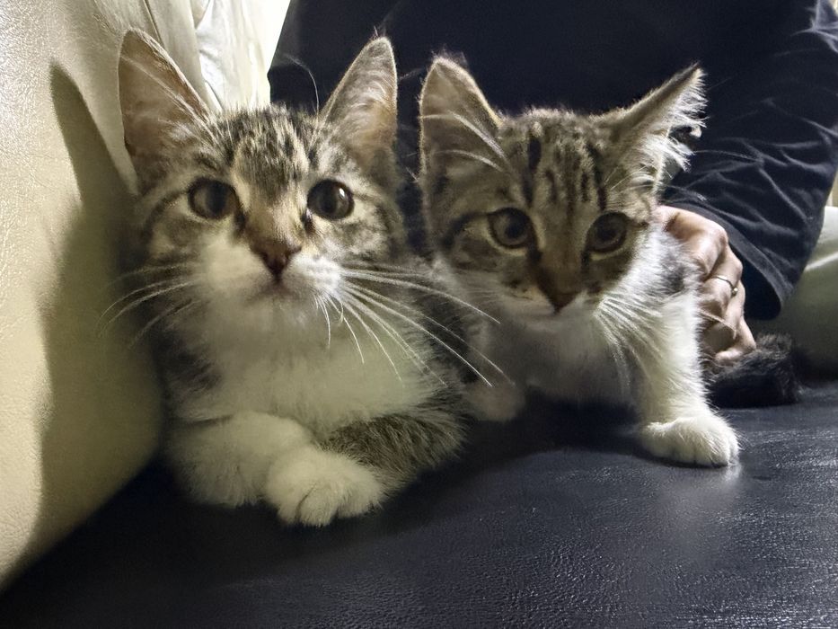 Отдам котят в добрые руки