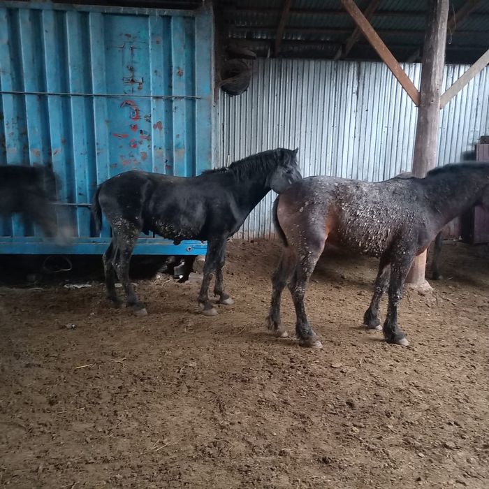 Тез арада сатамын