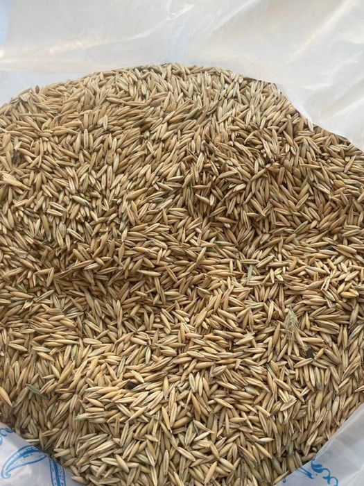 Бидай, пшеница, арпа, кебек, сұлы көтерме сату