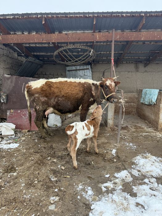 Бұзаулы сиырлар сатылады