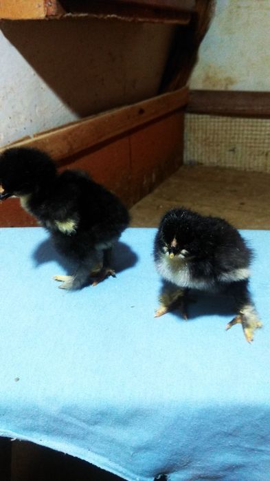 Цыплята брама гигант есть в продаже 40,000 сум