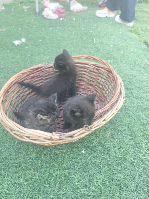 Отдам котят срочно