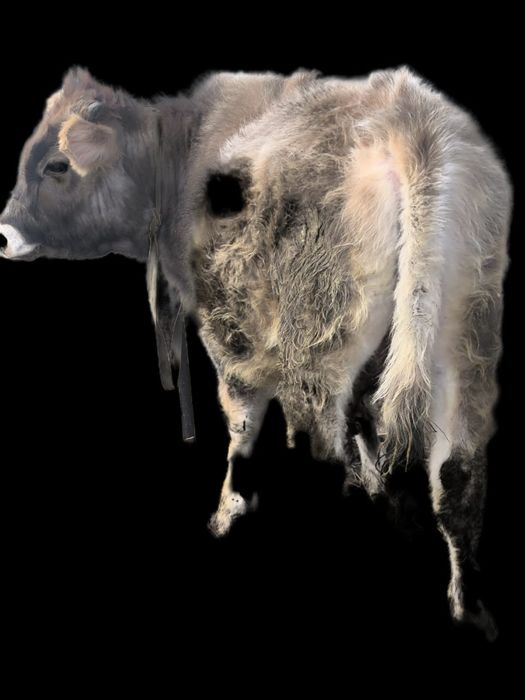 Срочно продам бычка