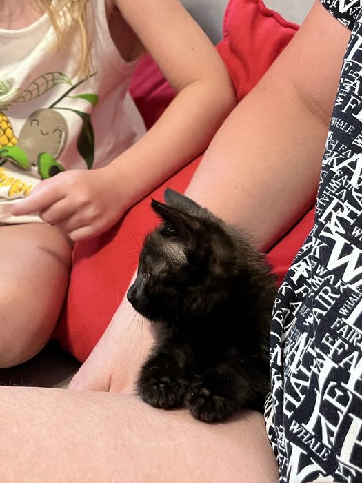 Котенок девочка