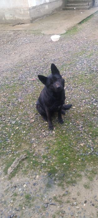 Восточной Европейской овчарка