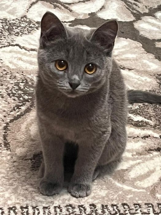 Котенок полу британец