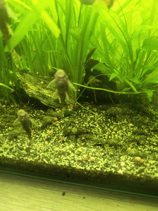 Pești acvariu ancistrus