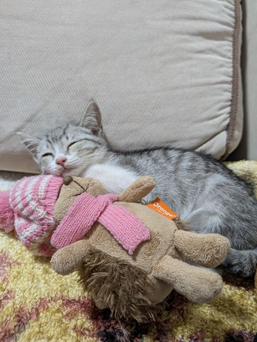 Ласковый умный котик