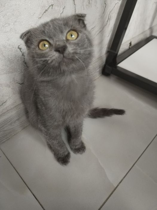 Скотиш Фолд мальчик
