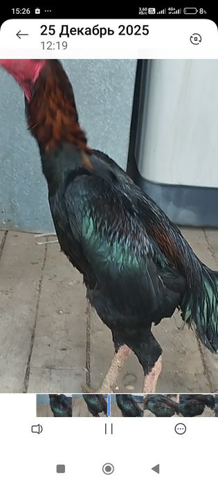 Сатлады срочнаа..