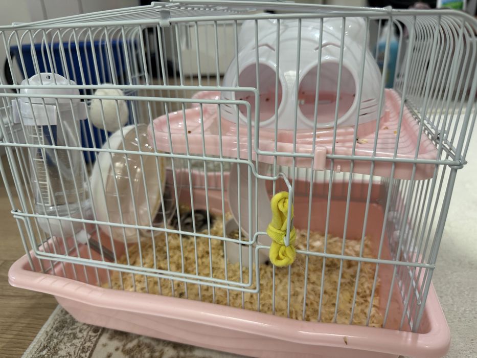 Продам хомячков в хорошие руки