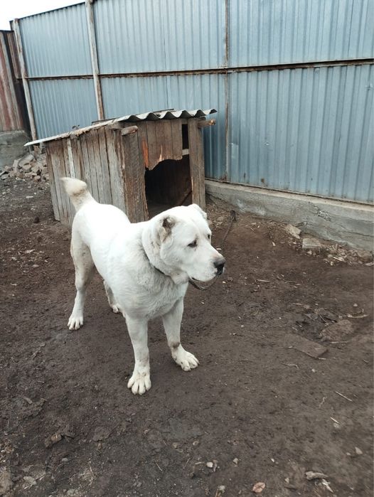 Продам алабай сао