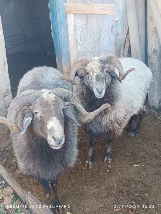 arabi qo'chqorlar sotiladi