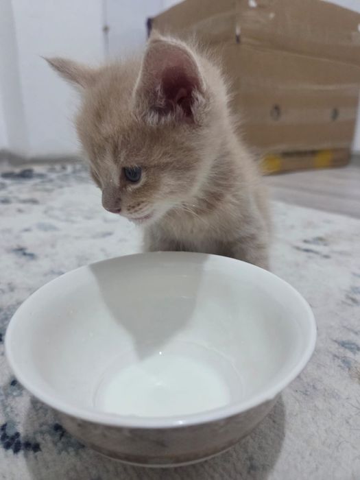 Кошка  котята в добрые руки