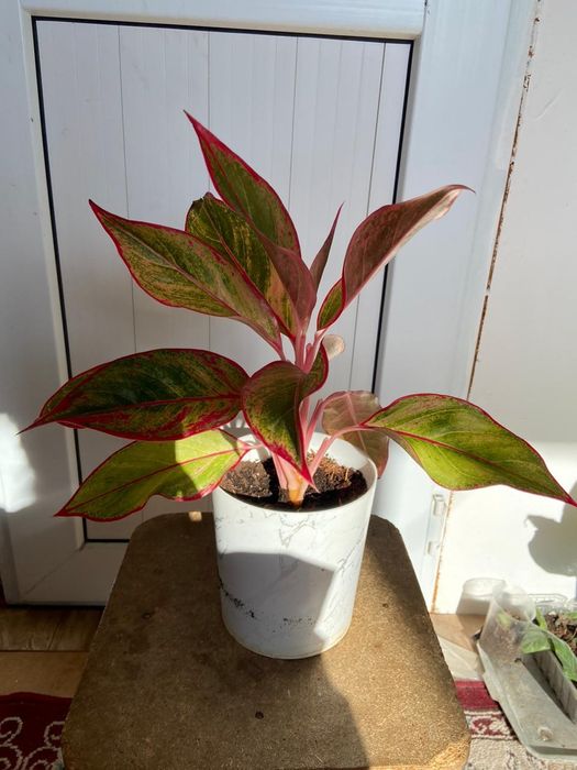 Продаётся домашние цветы