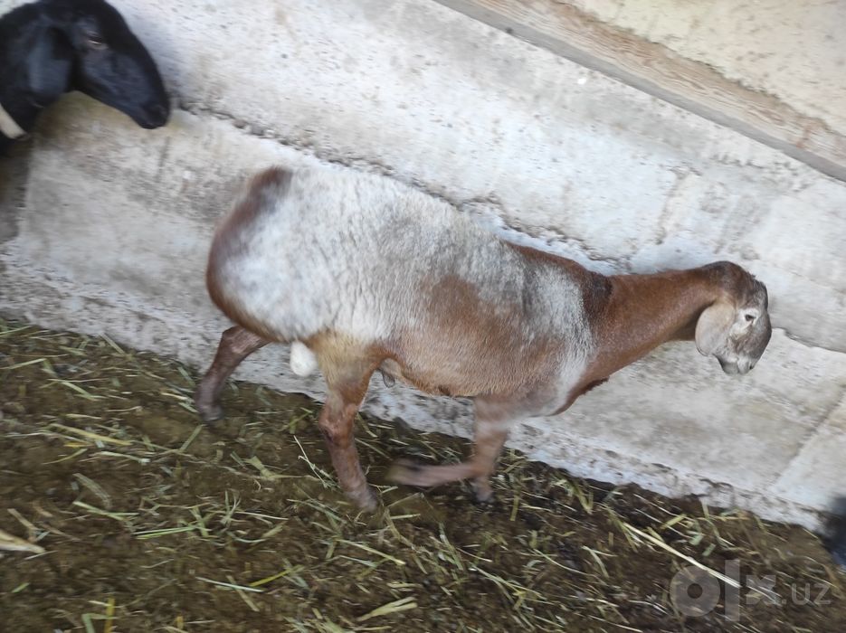 Qo'chqor sotiladi