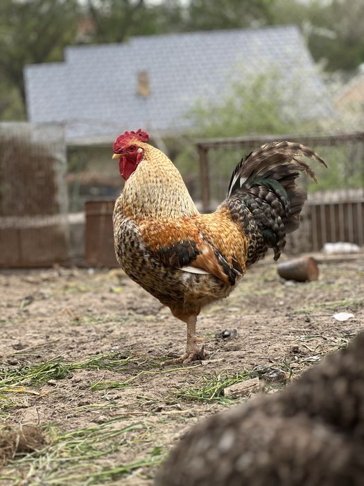 Петухи молодые домашние