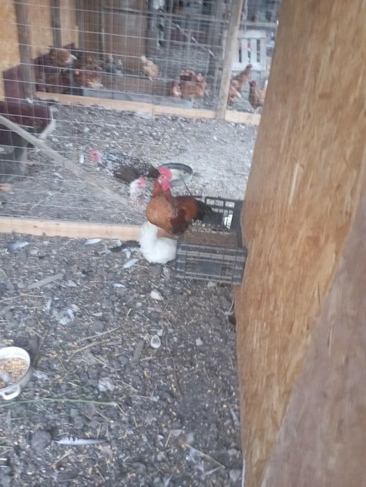 Vînd trei găini americane și un cocoș , găini pui rațe și iepuri