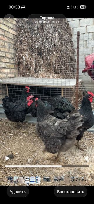 Джерсиский гигант