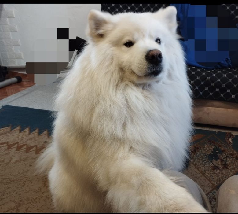 Передержка собак