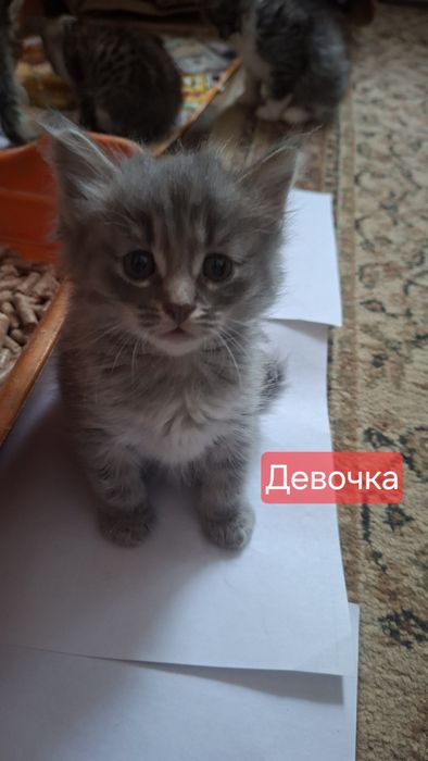 Котята(кошечка) бесплатно