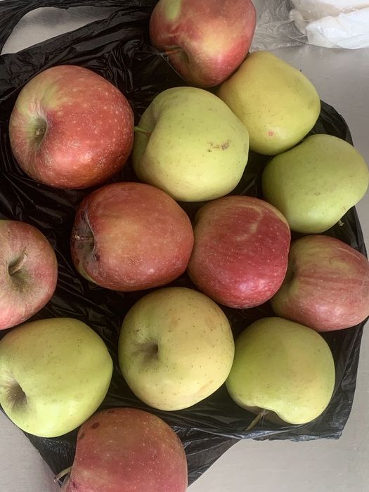 8gektar mevali bogʻ ijaraga beriladi! Parkent tumanida!!