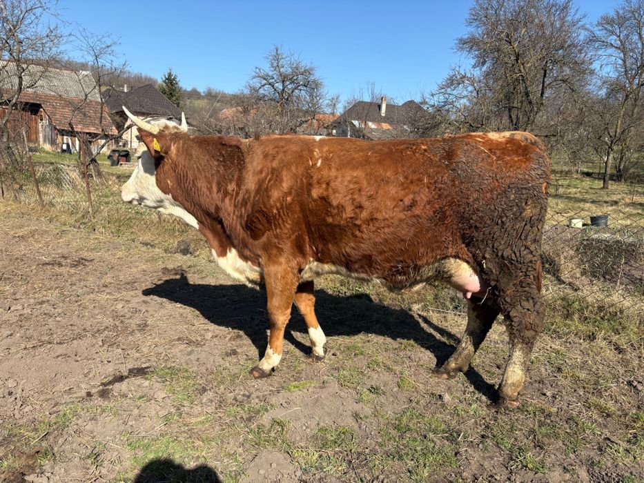 -Vacă de vânzare-