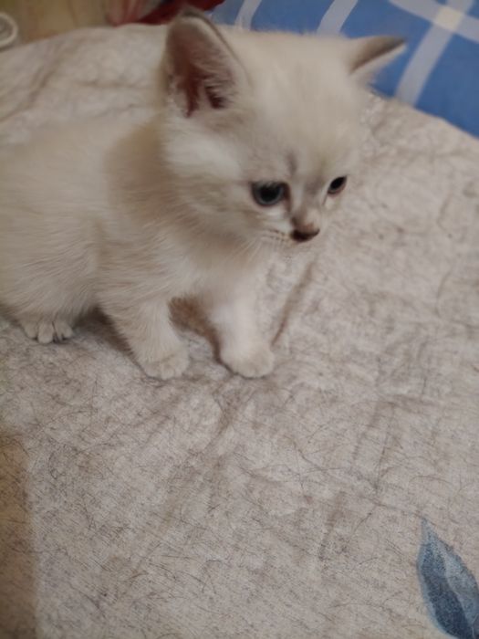 Отдам котенка, девочка, бело-молочная