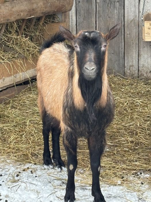 Tap alpin francez de vanzare