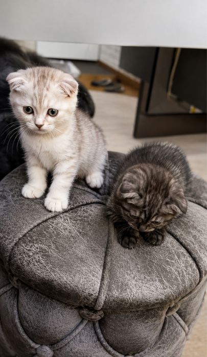 Котята серебристой шиншилы