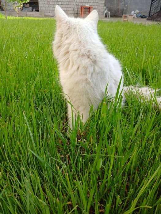 Mushuk sotiladi,1 ga toʻlmagan.