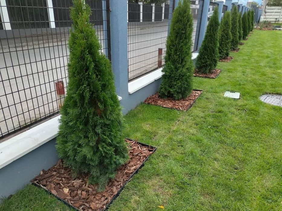 Vând plant oriunde în Țara.