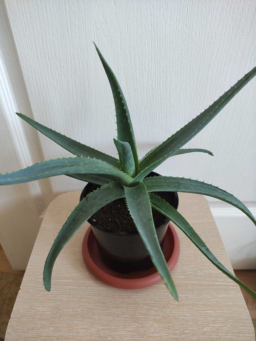 Алоэ в наличии 2500