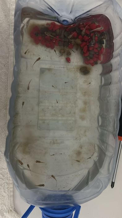 Продам аквариум с рыбкамм