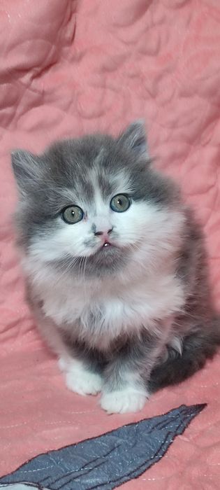 Хайленд страйд .