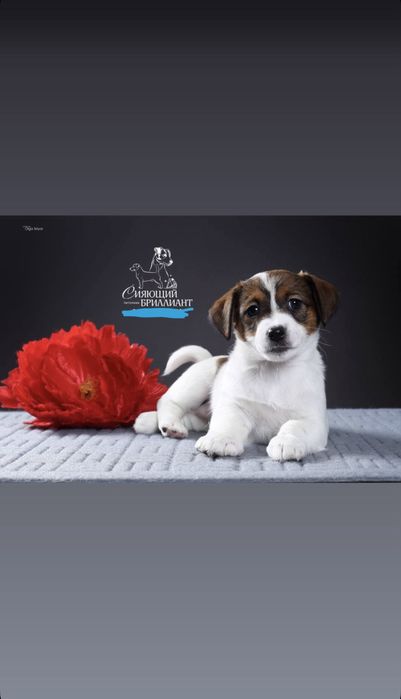 Щенок джек рассела